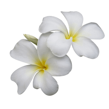プルメリアの装飾